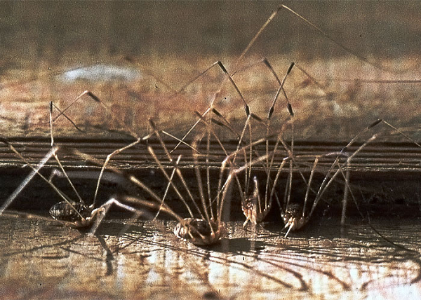 Nhện "Ông bố chân dài" sống ở khắp mọi châu lục trên thế giới trừ Nam Cực. Chúng thường được tìm thấy ở các khu vực ẩm ướt như dưới tảng đá, bên trong hang động và dưới thảm lá rụng.