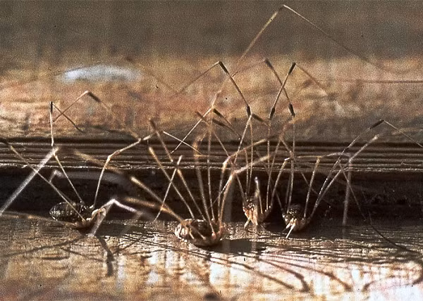 Nhện "Ông bố chân dài" sống ở khắp mọi châu lục trên thế giới trừ Nam Cực. Chúng thường được tìm thấy ở các khu vực ẩm ướt như dưới tảng đá, bên trong hang động và dưới thảm lá rụng.