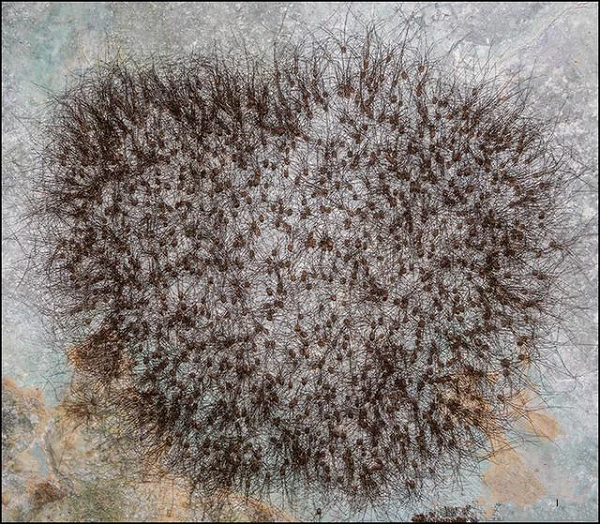 Thậm chí có người còn khẳng định lông của tảng đá có thể di chuyển nữa. Tuy nhiên lúc này, Brian Wayne, một chuyên gia thực địa trong nhóm đã mạnh dạn bước lên trước, dùng tay sờ vào đám lông tóc kỳ dị đó.