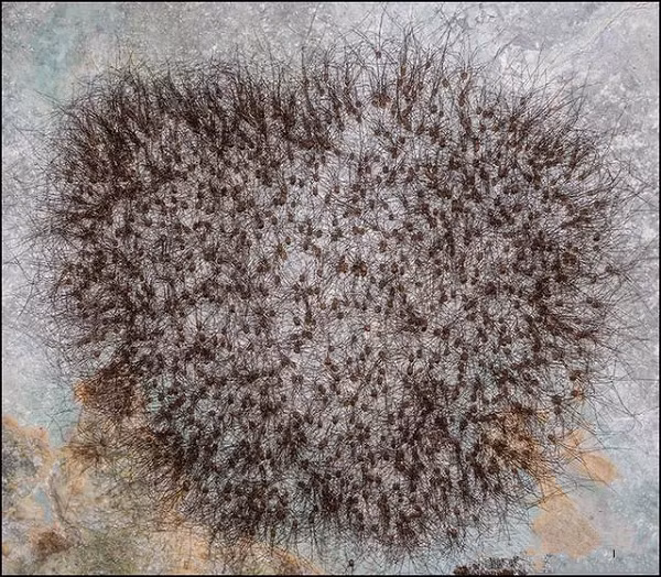 Thậm chí có người còn khẳng định lông của tảng đá có thể di chuyển nữa. Tuy nhiên lúc này, Brian Wayne, một chuyên gia thực địa trong nhóm đã mạnh dạn bước lên trước, dùng tay sờ vào đám lông tóc kỳ dị đó.