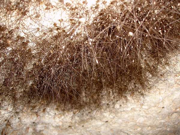 Thấy biểu hiện quyết đoán của Brian, mọi người dần bình tâm lại và bắt đầu tới gần hơn để xem xét. Hóa ra, đám lông tóc vốn không phải mọc ra từ tảng đá. Chúng thực sự là tập hợp của vô số nhện bám trên đó mà thôi.