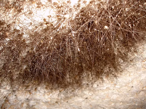 Thấy biểu hiện quyết đoán của Brian, mọi người dần bình tâm lại và bắt đầu tới gần hơn để xem xét. Hóa ra, đám lông tóc vốn không phải mọc ra từ tảng đá. Chúng thực sự là tập hợp của vô số nhện bám trên đó mà thôi.