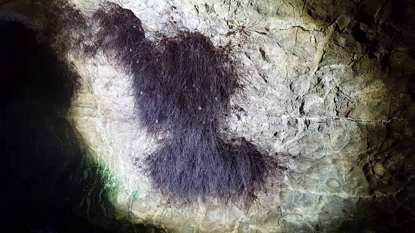 Trong sự thất kinh của mọi người, chuyên gia này giải thích "Mọi người đừng lo, tôi đã quan sát kỹ và biết rõ lai lịch của tảng đá đầy lông này rồi, cứ đến đây xem đi".