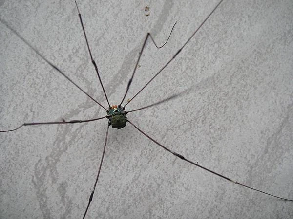 Chúng có thể giả vờ chết, ngụy trang chính mình và thậm chí sản xuất một loại hóa chất có mùi hôi cực mạnh có thể đẩy lùi kẻ thù.