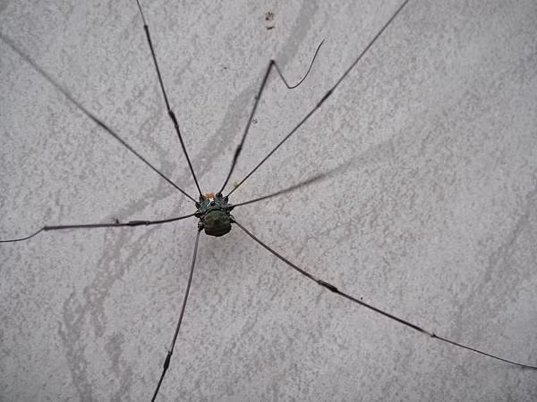 Chúng có thể giả vờ chết, ngụy trang chính mình và thậm chí sản xuất một loại hóa chất có mùi hôi cực mạnh có thể đẩy lùi kẻ thù.