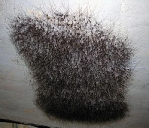 Thực chất đây là loài nhện Daddy Longlegs (Ông bố chân dài), có tên khoa học là Opiliones. Daddy Longlegs chỉ có một đôi mắt, không sản xuất ra tơ, có một cơ thể hợp nhất thay vì có "eo" như hầu hết các loài nhện khác.