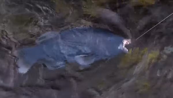 Cá mú xanh dương phía Tây sống thành đàn với con đực đầu đàn và những con cá cái trưởng thành. Tuy nhiên sau đó cần thủ này đã lập tức thả nó về với biển.