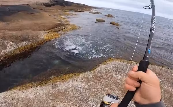 Cá mú xanh dương phía Tây (Western Blue Groper) là loài đặc hữu của vùng biển phía đông nam nước Úc. Chúng thường sống gần các rạn san hô và mỏm đá ngầm sâu khoảng 60m.