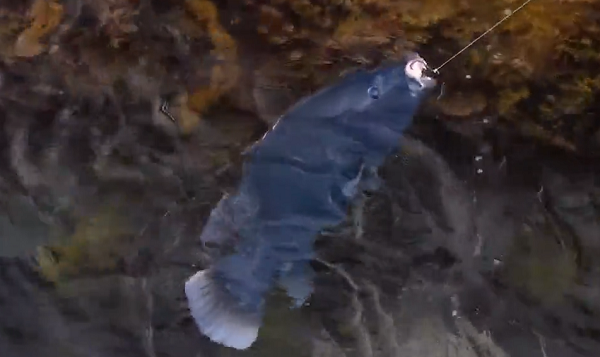 Nguyên nhân là vì cá mú xanh dương phía Tây là loài cá được xếp vào Loài sắp bị đe dọa theo IUCN nên đã bị cấm buôn bán thương mại kể từ năm 1980.