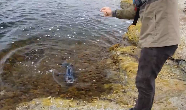 Cá mú là loài cá cá dữ với khuôn miệng rộng, hàm răng sắt nhọn, miệng chếch. Hàm dưới của cá mú thường nhô dài ra phía trước. Chiều dài thân của cá mú gấp 3 đến 3,5 lần chiều cao.