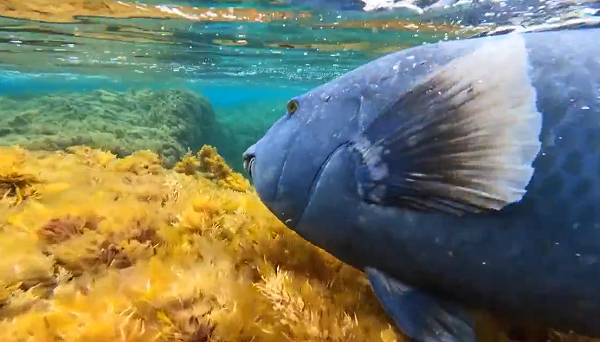 Để săn được con mồi, cá mú thường phục kích chúng bằng cái miệng to lớn. Bằng động tác mở lớn miệng, con mồi sẽ nằm gọn trong khoang miệng của chúng. Chúng sẽ dùng hàm răng sắt nhọn để giữ chặt con mồi nhưng không làm con mồi chết và nuốt sống con mồi.