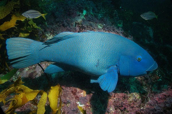 Vào mùa sinh sản, cá mú thường tập trung thành đàn lớn tại một nơi đặc biệt để đẻ. Thông thường, nơi đó có thể là rạn san hô, nơi có dòng nước chảy mạnh hoặc chúng có thể tập trung tại vùng cửa sông nơi có nhiều cát, bùn.