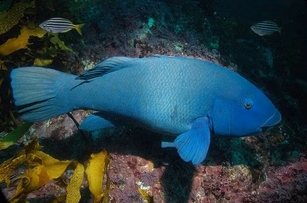 Vào mùa sinh sản, cá mú thường tập trung thành đàn lớn tại một nơi đặc biệt để đẻ. Thông thường, nơi đó có thể là rạn san hô, nơi có dòng nước chảy mạnh hoặc chúng có thể tập trung tại vùng cửa sông nơi có nhiều cát, bùn.