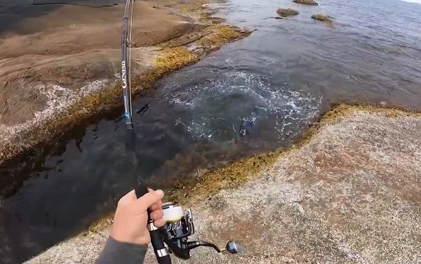 Chiều dài tối đa ở loài cá này là 120 cm. Điều đặc biệt ở loài cá này là chúng thuộc loài lưỡng tính tiền nữ (protogynous hermaphrodite), nghĩa là trước khi trở thành cá đực thì chúng đều trải qua giai đoạn là... cá cái.