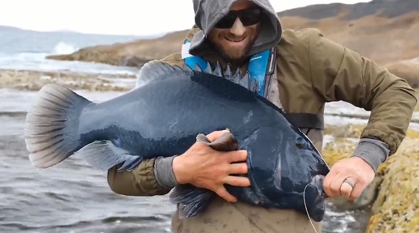 Thức ăn của cá mú thường là những sinh biển nhỏ như cá con, tôm, mực, sinh vật phù du và thậm chí chúng có thể ăn đồng loại của chúng ở giai đoạn cá con khi cá mú quá đói.