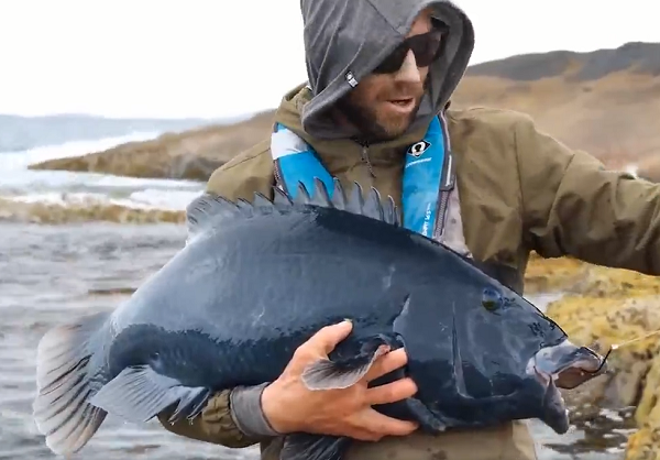 Thân cá mú là thân trơn, thuôn dài về phía đuôi, mình dẹp. Đối với một con cá mú trưởng thành, chúng thường dài khoảng 50-75cm, cân nặng khoảng 12kg.
