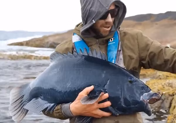 Thân cá mú là thân trơn, thuôn dài về phía đuôi, mình dẹp. Đối với một con cá mú trưởng thành, chúng thường dài khoảng 50-75cm, cân nặng khoảng 12kg.