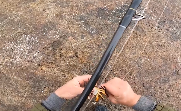 Sau khi kéo nó lên khỏi mặt nước, anh chàng nhanh chóng nhận ra sinh vật lạ chính là một con cá mú xanh dương phía Tây (tên khoa học: Achoerodus viridis) thuộc chi Achoerodus trong họ Cá bàng chài. Đây là loài cá biểu tượng của bang New South Wales, Úc.