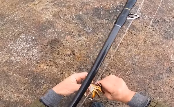 Sau khi kéo nó lên khỏi mặt nước, anh chàng nhanh chóng nhận ra sinh vật lạ chính là một con cá mú xanh dương phía Tây (tên khoa học: Achoerodus viridis) thuộc chi Achoerodus trong họ Cá bàng chài. Đây là loài cá biểu tượng của bang New South Wales, Úc.