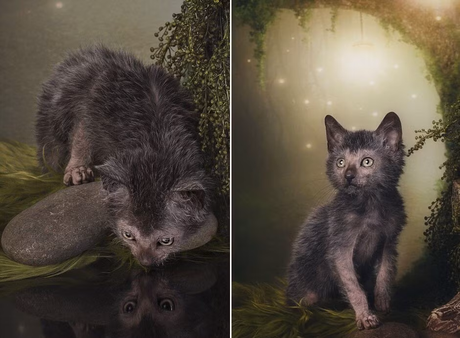 Nhiếp ảnh gia người Mỹ mất rất nhiều thời gian và công sức để thực hiện bộ ảnh đặc biệt về loài mèo này.