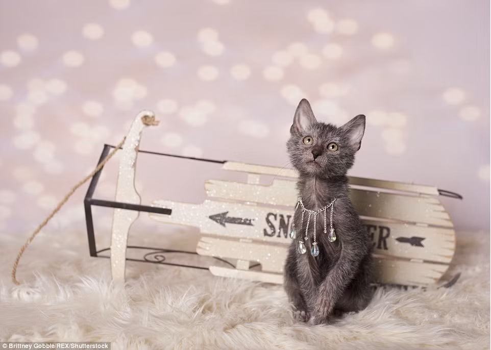 Bộ ảnh của mèo Lykoi được chụp theo chủ đề Giáng sinh và mùa đông.