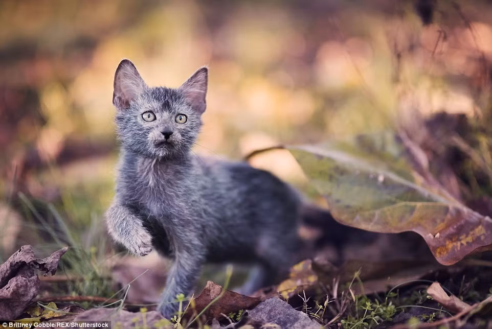 Bộ ảnh về mèo ma sói do nhiếp ảnh gia Gobble thực hiện.