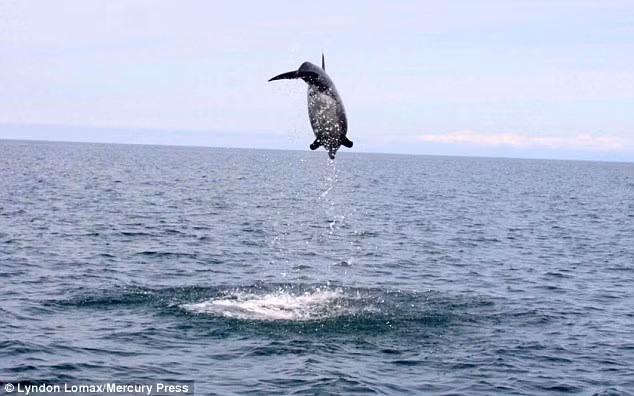 Cá heo lao trở lại sau khi thực hiện một cú nhảy ngoạn mục với chiều cao gấp đôi chiều dài cơ thể của nó.