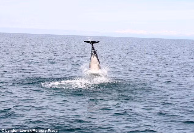 Cá heo thực hiện tiếp nước tuyệt đẹp giống như một vận động viên nhảy cầu chuyên nghiệp.