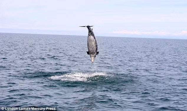 Vị trí cá heo thực hiện cú nhảy ngẫu hứng chỉ cách thuyền của nhóm du khách 10m.