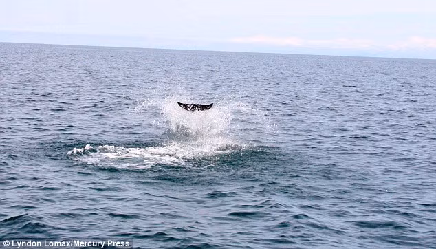 Sau khi trở lại mặt nước, con cá heo đã bơi ra xa thuyền của du khách và biến mất.