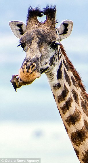 Đầu tiên, “nha sĩ” chim kiểm tra hàm dưới của hươu cao cổ.