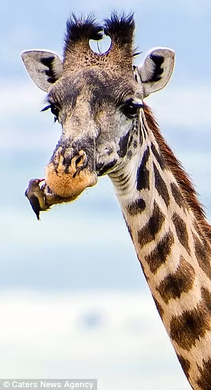 Đầu tiên, “nha sĩ” chim kiểm tra hàm dưới của hươu cao cổ.