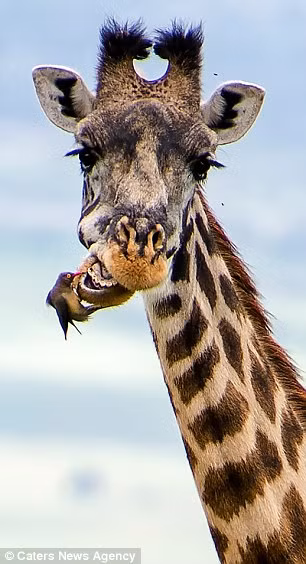 Hươu cao cổ tỏ ra rất hợp tác khi nó cố gắng há miệng hết cỡ để chim bắt rận mỏ đỏ dọn vệ sinh hàm dưới.