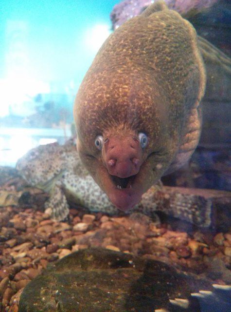 Khuôn mặt rất biểu cảm của con lươn khiến bạn không thể nhịn cười.