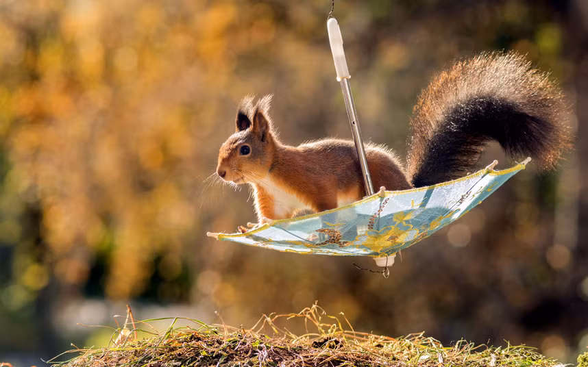 Sóc chơi đánh đu trên một chiếc ô nhỏ.
