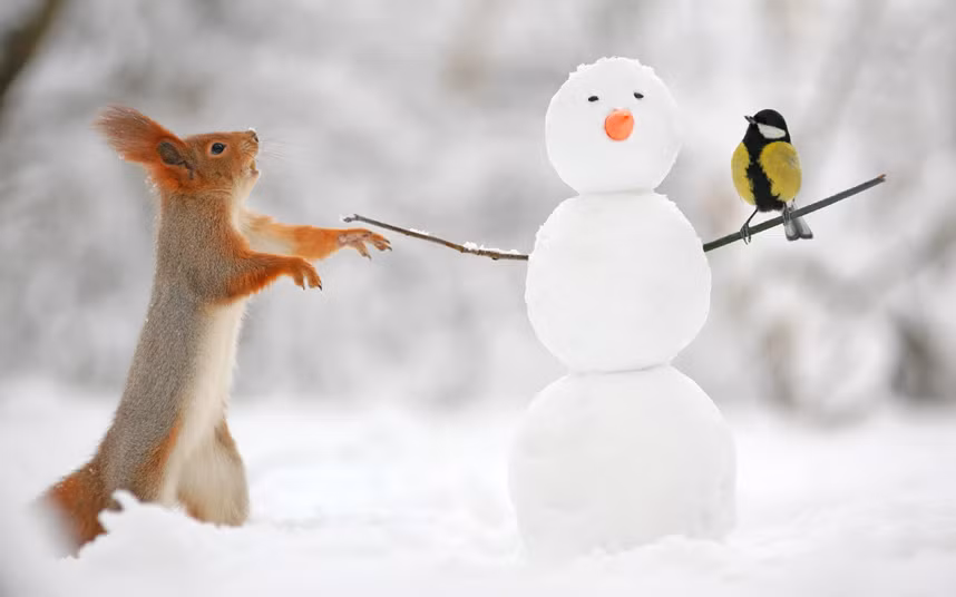 Sóc tò mò kiểm tra một người tuyết nhỏ tại vùng Voronezh, Nga.
