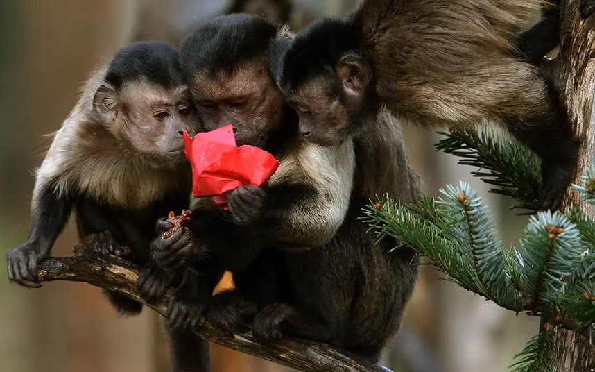 Những con khỉ mũ khám phá gói quà chứa đồ ăn ưu thích của chúng trên cây thông Noel trong vườn thú ở Edinburgh, Scotland.