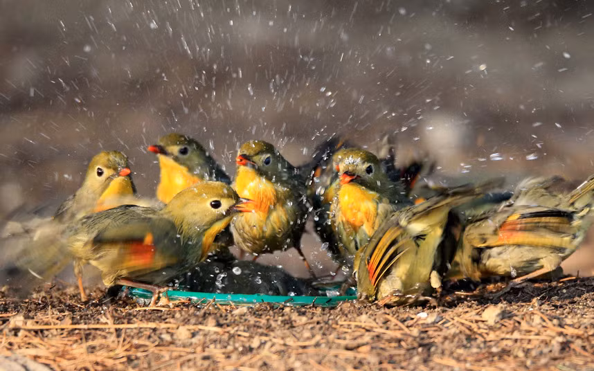 Đàn chim kim oanh thích thú vui đùa với nước trong công viên Siji Shuguang ở thành phố Bắc Kinh, Trung Quốc.