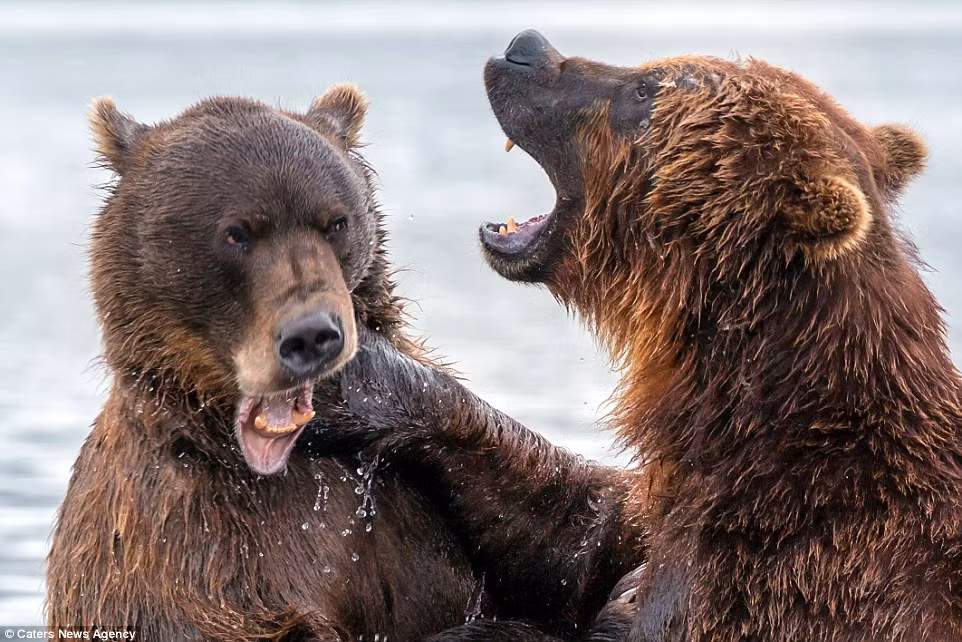 Con gấu yếu hơn bị đối thủ ra đòn trúng vào cằm.