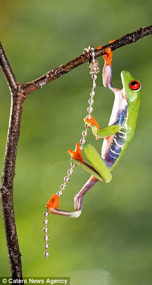 Nhiếp ảnh gia người Bangladesh cho biết ông đã làm chiếc dây hạt giả ngọc trai để cho cặp ếch Prince và Kermit của mình chơi đùa trong vườn.