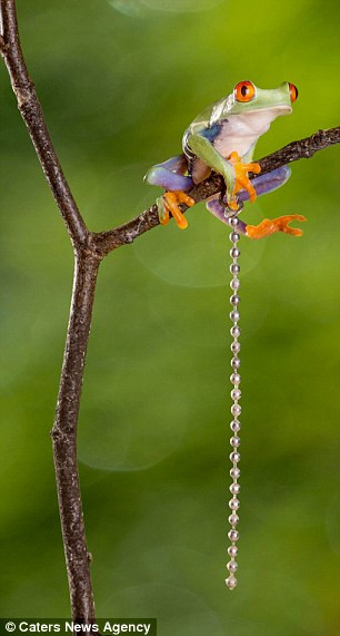 Ông không ngờ chú ếch Prince lại có thể đu dây điệu nghệ như vậy.