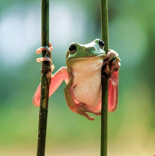 Thân thủ linh hoạt khiến con ếch trông chẳng khác nào một võ sư.