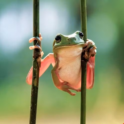 Thân thủ linh hoạt khiến con ếch trông chẳng khác nào một võ sư.