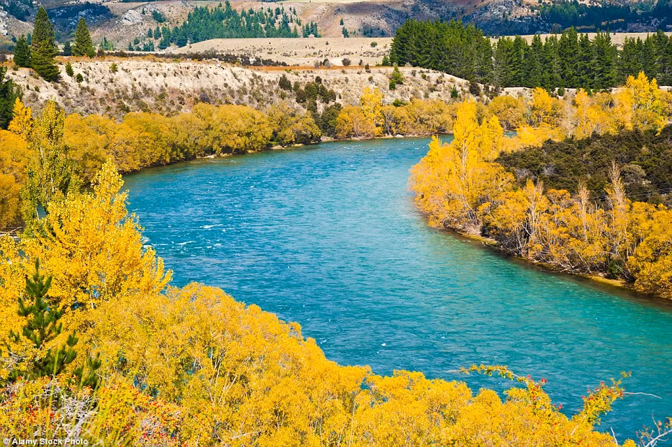 Lá cây chuyển màu vàng vào mùa thu New Zealand dọc bờ sông Clutha ở Wanaka.