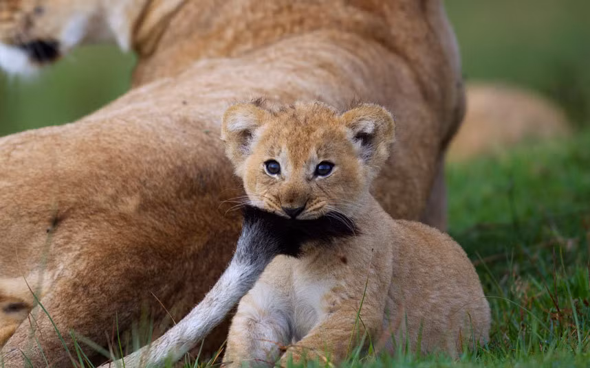 Sư tử con trông như có bộ râu rất ấn tượng khi chơi với chiếc đuôi của mẹ nó trong vườn quốc gia Maasai Mara, Kenya.