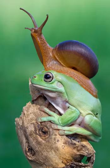 Ốc sên cưỡi đầu ếch xanh trong một khu vườn ở Sukabumi, Indonesia.