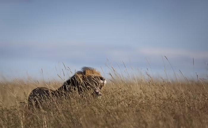 Một con sư tử đực ngáp rất oai hùng trên đồng cỏ trong vườn quốc gia Maasai Mara, Kenya.