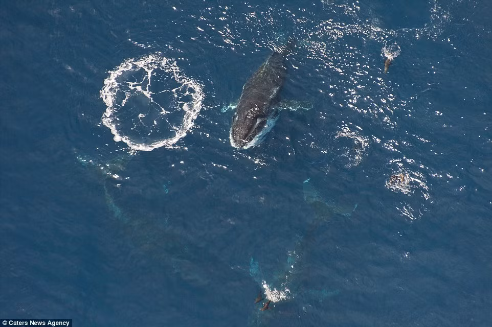 Những con cá voi di chuyển nhiều km từ những vùng xung quanh để tập trung tại một điểm.