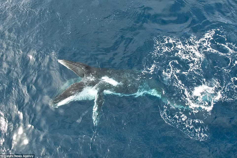 Một con cá voi lưng gù bơi tới địa điểm tập trung để thưởng thức bữa tiệc tập thể với món chính là các loài nhuyễn thể.