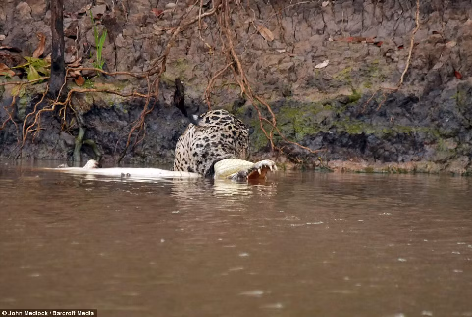 “Trong suốt 6 năm làm hướng dẫn viên du lịch tại đây, tôi chưa từng chứng kiến cảnh tượng này”, nhiếp ảnh gia 33 tuổi nói.